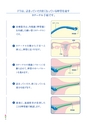 自然妊娠をお望みの方へ　～FT～